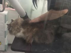 -爱洗澡的猫(天河路店)