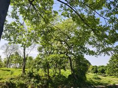 -两河城市森林公园