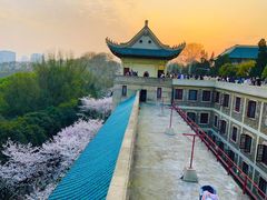 -武汉大学-樱园
