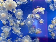 -左海海底世界