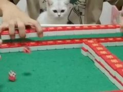 -lincat·猫舍(广州店)
