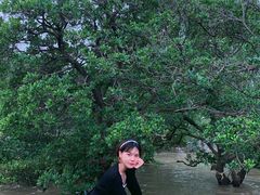 -宝安西湾红树林湿地公园