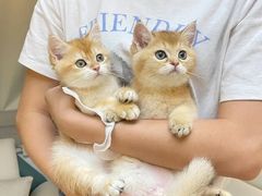 -lincat·猫舍(广州店)