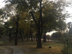 -秀丽东方