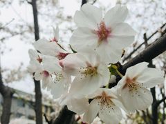 -武汉大学-樱园