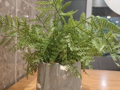 -CoCo都可(深业东岭店)