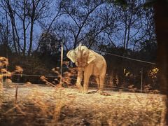 -清迈夜间动物园
