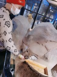 -酷嗒动物文化乐园(cutezoo西溪乐天城店)