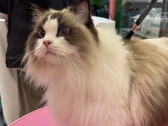 -FAELING PETS美天灵宠物(合生汇店)