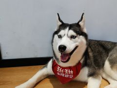 -Husky Go! 哈士奇体验馆·宠物咖啡厅狗咖