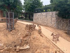 -石家庄市动物园