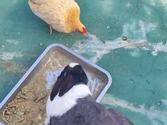 -栾川竹海野生动物园