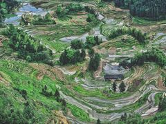 -紫鹊界梯田景区
