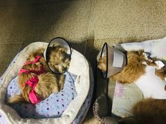 -关爱宠物医院·猫科中心·消化科(滨湖万达分院)