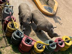 -西霞口神雕山野生动物世界