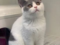 -lincat·猫舍(广州店)