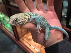 -帕帕拉兹宠物(亚洲旗舰店)