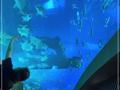 -海棠湾洲际-涛·海底餐厅·美人鱼·自助餐·海底隧道