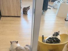 -有喵·猫咖·狗咖·30几只猫10只小狗(岗厦店)