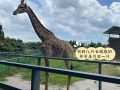 -东莞香市动物园