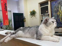 -猫小院猫主题餐厅(南锣旗舰店)
