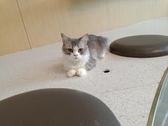 -飞行喵MR PILOT|猫舍·猫咖(静安大融城店)