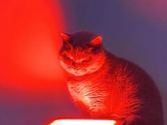 -极木²邸 人与宠物·互动社区