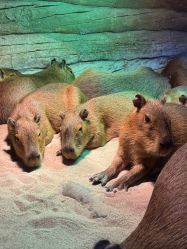 -Zoolung Zoolung动物主题公园(海信广场店)