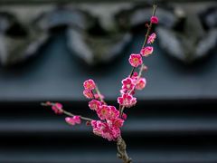 -杭州植物园
