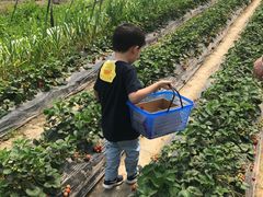 -青浦采草莓天天草莓园