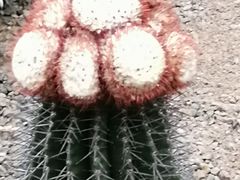 -南山植物园