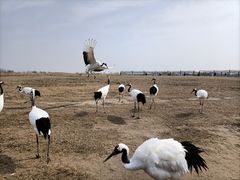 -盐城丹顶鹤湿地生态旅游区