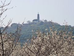 -苏州上方山国家森林公园