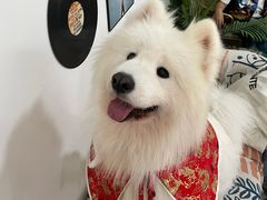 -星多哈·狗咖·拼豆·咖啡