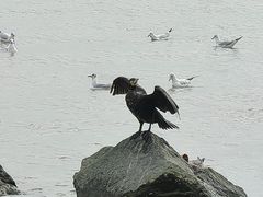 -深圳湾公园(南山区)