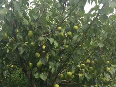 -万源龙顺度假庄园生态观光园