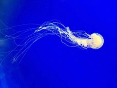 -上海海洋水族馆