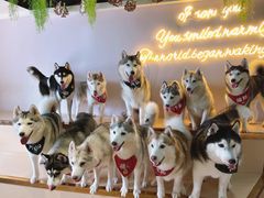 -Husky Go! 哈士奇体验馆·宠物咖啡厅狗咖