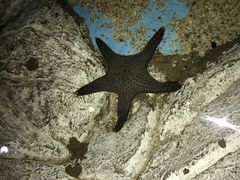 -芜湖新华联大白鲸海洋公园