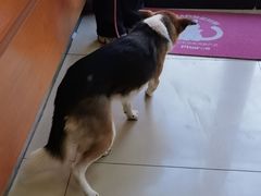 -宠福鑫动物医院(城北分院)