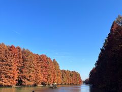 -上海海湾国家森林公园