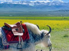 -青海湖国家重点风景名胜区