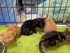 -瑞鹏宠物医院·骨科·猫科·内科(第一中心)