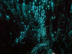 -怀托摩萤火虫洞