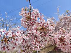 -古柏渡飞黄旅游区