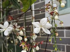 -小洲村