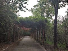 -大湾区中央湿地公园
