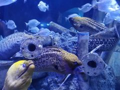 -成都浩海立方海洋公园