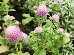 -杭州植物园
