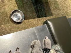 -J Create城市露营咖啡·简餐·宠物(上海动物园店)